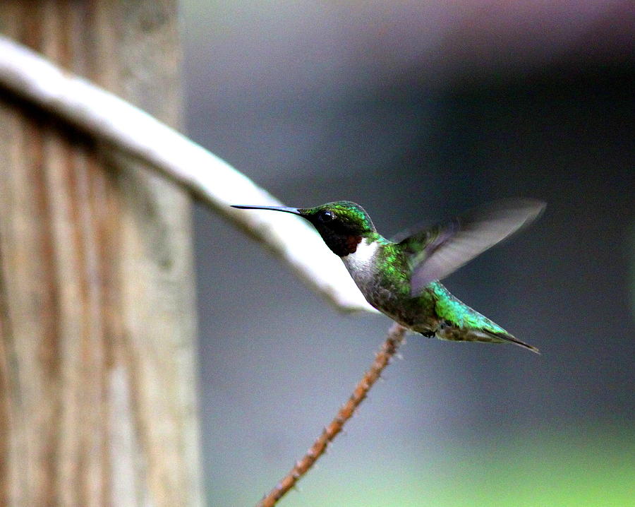 IMG_8633 - Ruby-throated Hummingbird Photograph by Travis Truelove