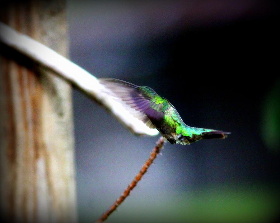 IMG_8634 - Ruby-throated Hummingbird Photograph by Travis Truelove