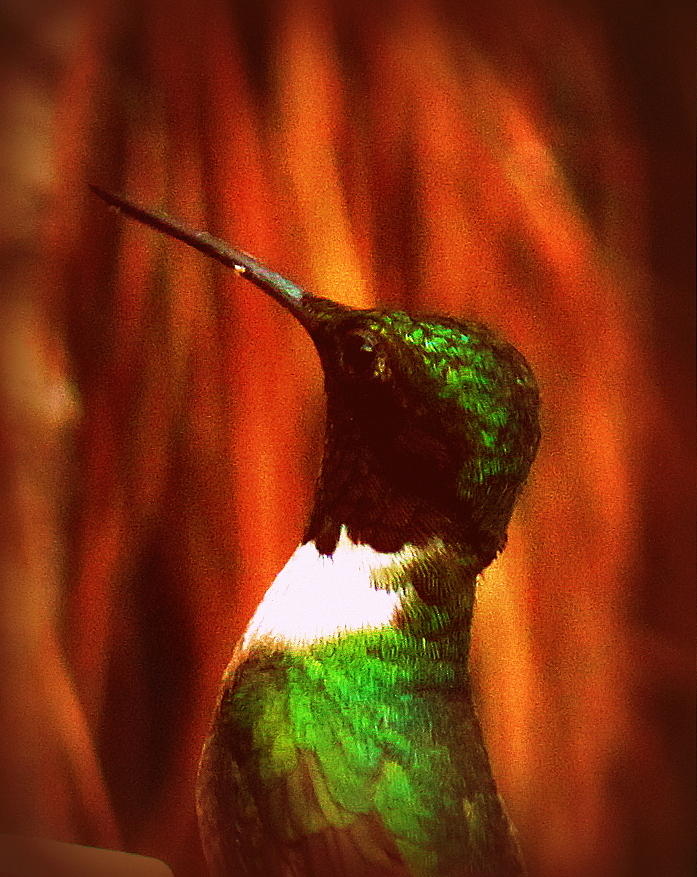 IMG_8656 - Ruby-throated Hummingbird Photograph by Travis Truelove