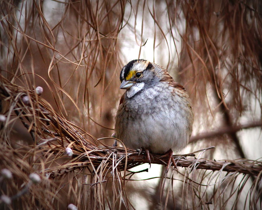 IMG_8663 - White-throated Sparrow Photograph by Travis Truelove