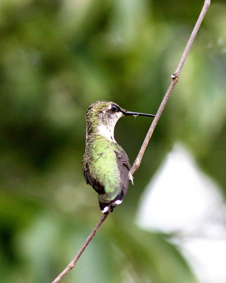 IMG_8671 - Ruby-throated Hummingbird Photograph by Travis Truelove