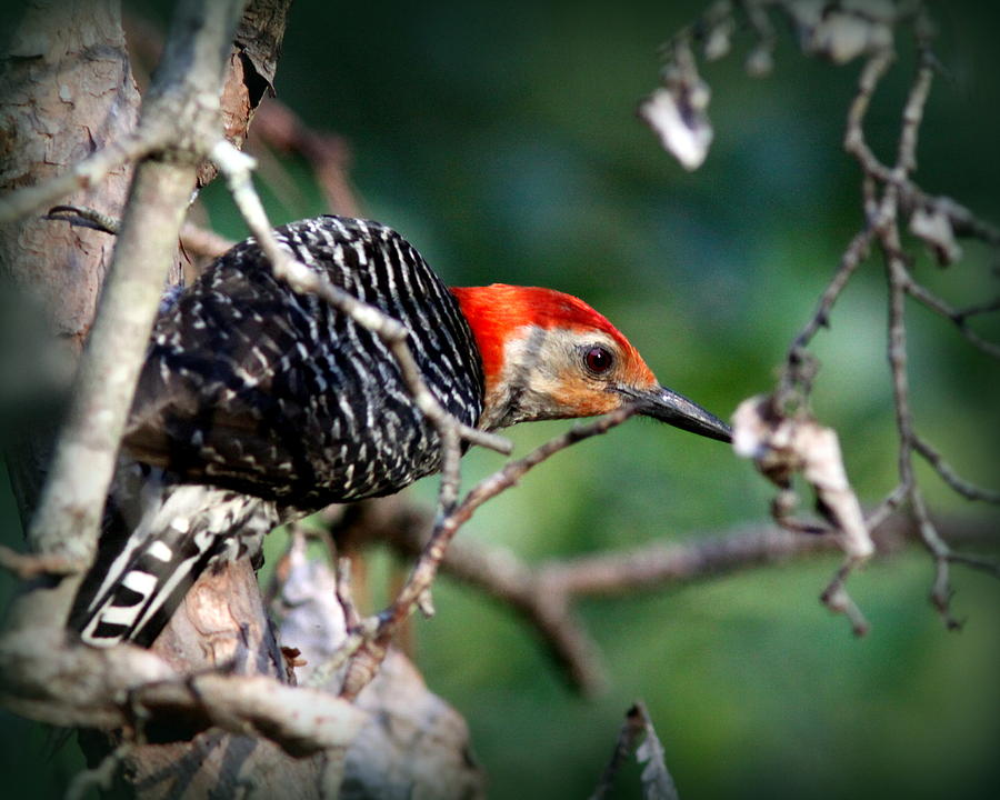 IMG_8687 - Red-bellied Woodpecker Photograph by Travis Truelove