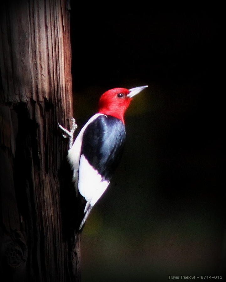 IMG_8714-013 - Red-headed Woodpecker Photograph by Travis Truelove