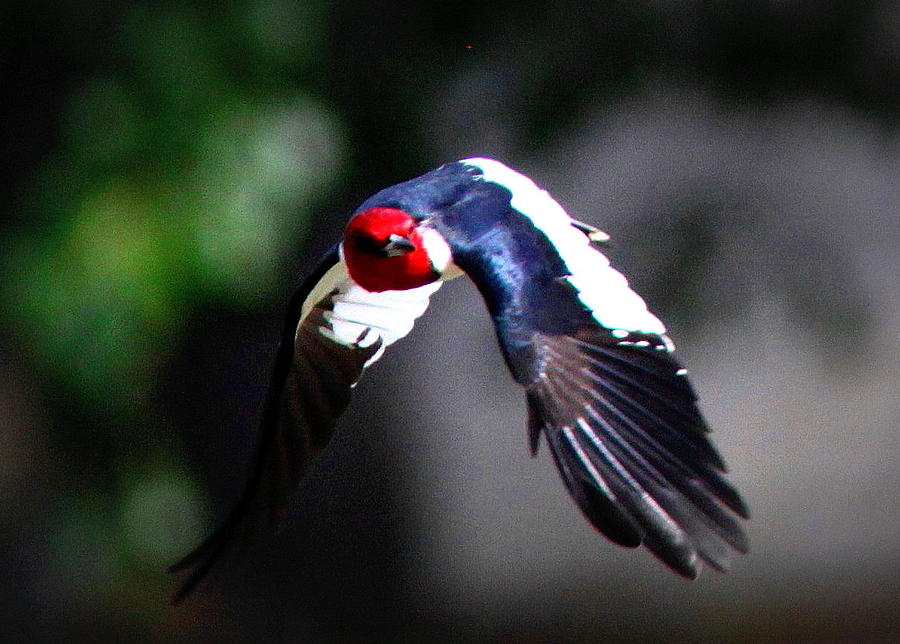IMG_8729 - Red-headed Woodpecker Photograph by Travis Truelove