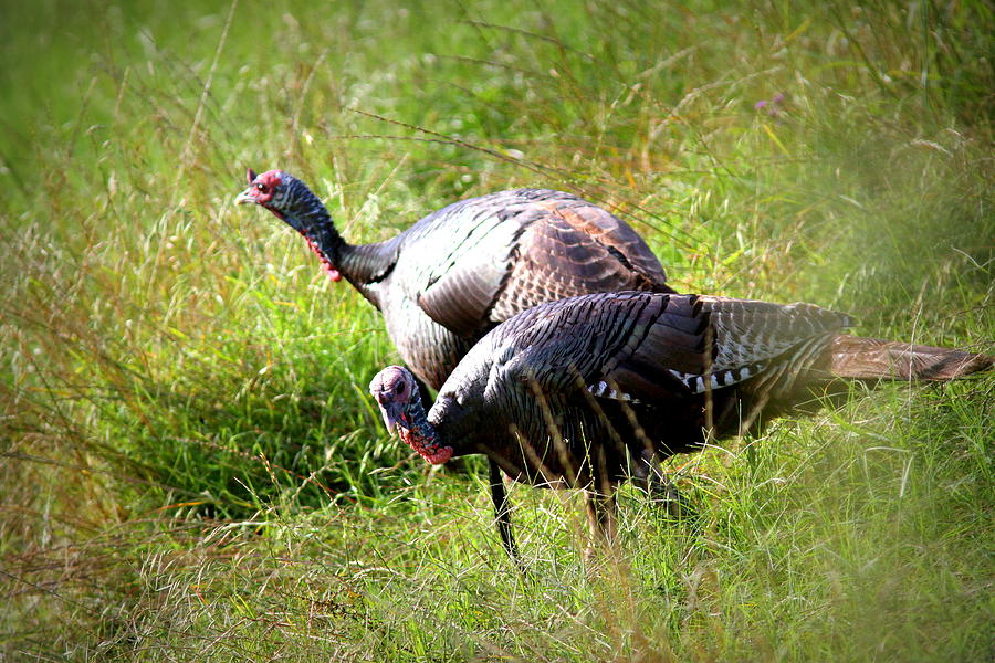 IMG_8764-001 - Wild Turkey Photograph by Travis Truelove