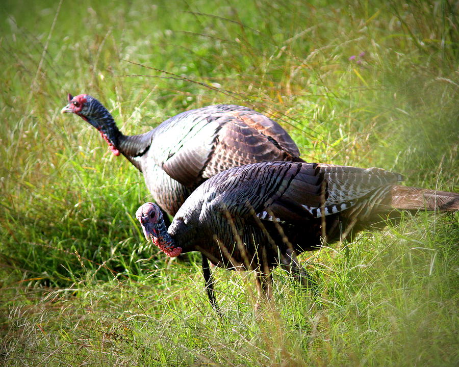 IMG_8764-002 - Wild Turkey Photograph by Travis Truelove