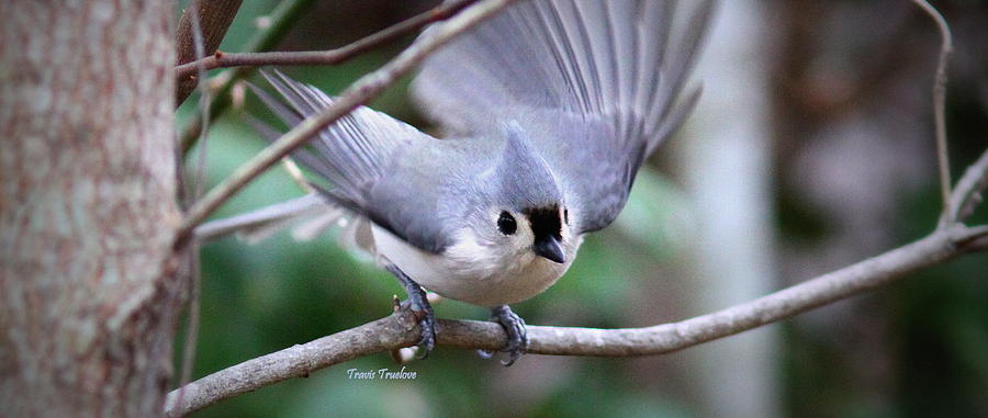 IMG_8787-002 - Tufted Titmouse Photograph by Travis Truelove