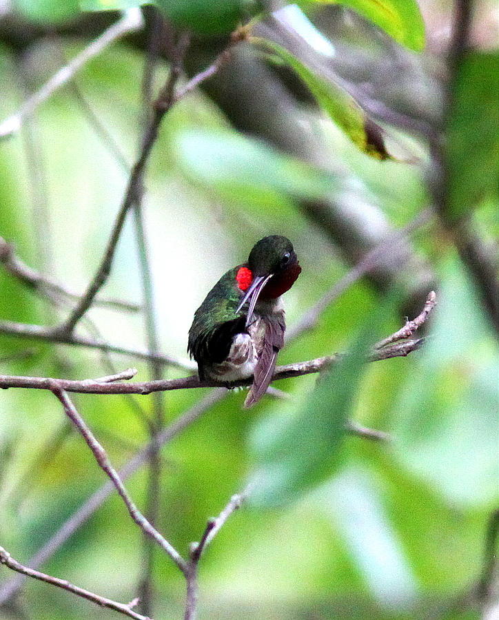 IMG_8808 - Ruby-throated Hummingbird Photograph by Travis Truelove