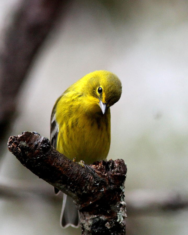 IMG_8822 - Pine Warbler Photograph by Travis Truelove