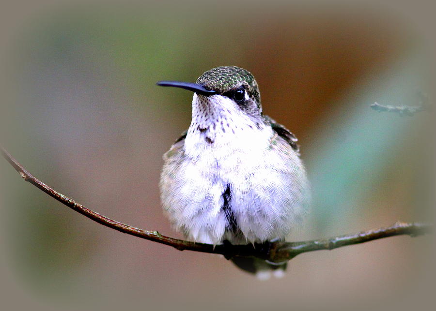 IMG_8835 - Ruby-throated Hummingbird Photograph by Travis Truelove