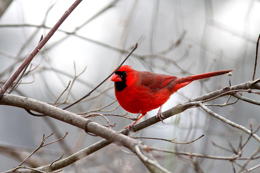 IMG_8836 - Northern Cardinal Photograph by Travis Truelove