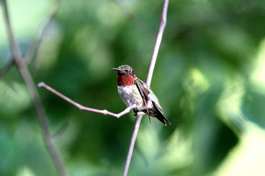IMG_8860 - Ruby-throated Hummingbird Photograph by Travis Truelove