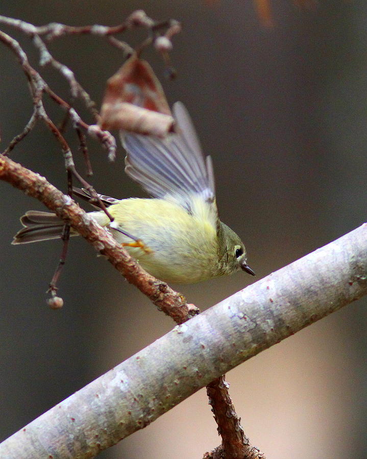 IMG_8873 - Ruby-crowned Kinglet Photograph by Travis Truelove