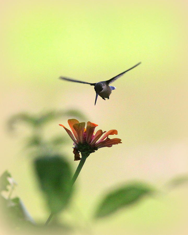 IMG_8874 - Ruby-throated Hummingbird Photograph by Travis Truelove