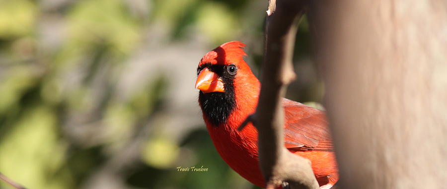 IMG_8884 - Northern Cardinal Photograph by Travis Truelove