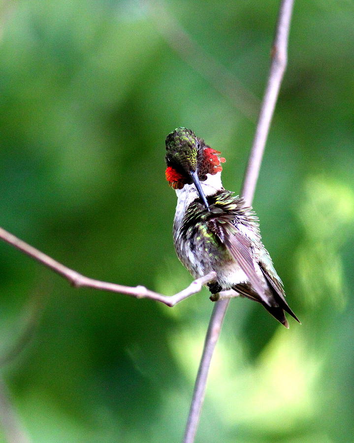 IMG_8889 - Ruby-throated Hummingbird Photograph by Travis Truelove