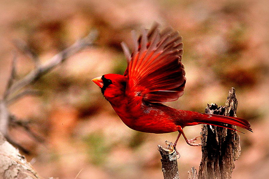IMG_8892 - Northern Cardinal Photograph by Travis Truelove