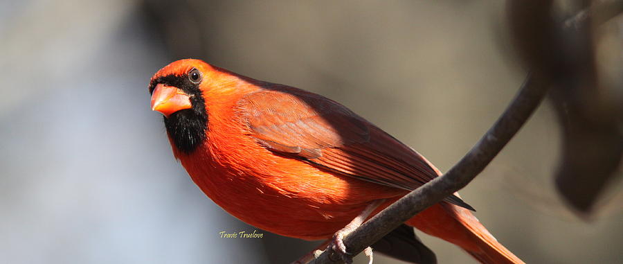 IMG_8906 - Northern Cardinal Photograph by Travis Truelove