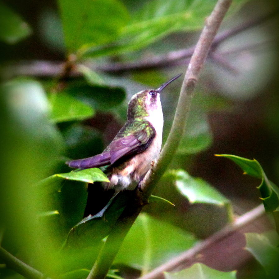 IMG_8956 -  Ruby-throated Hummingbird Photograph by Travis Truelove