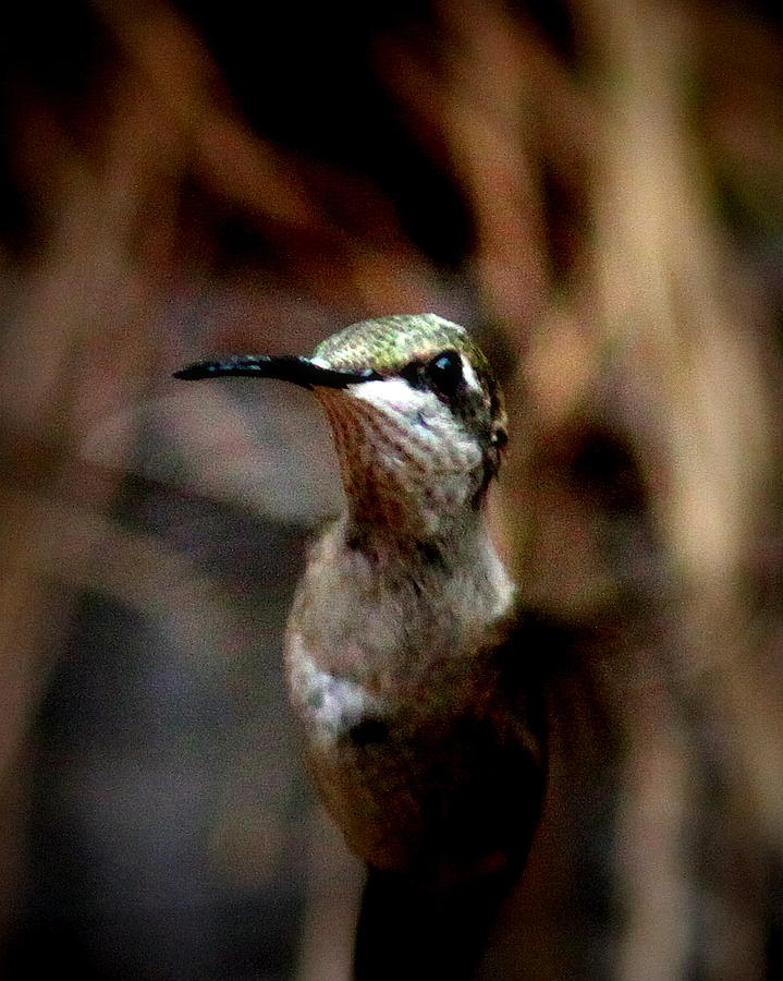 IMG_8958 - Ruby-throated Hummingbird Photograph by Travis Truelove