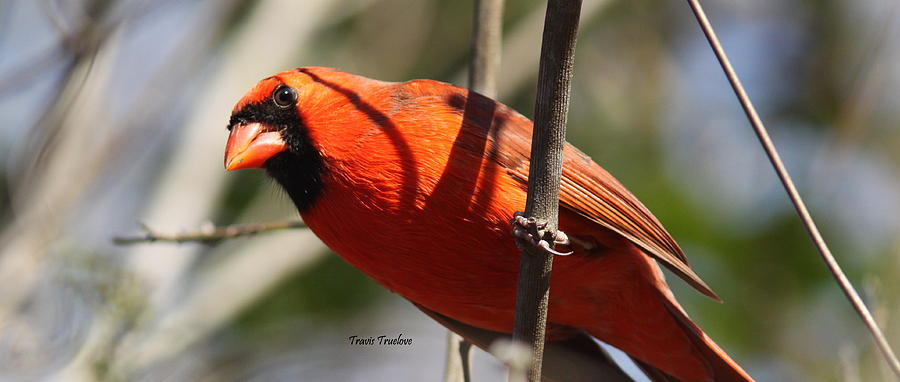 IMG_8996 - Northern Cardinal Photograph by Travis Truelove