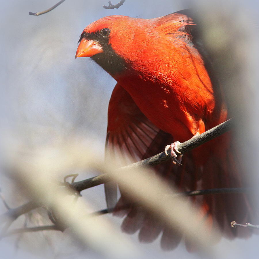 IMG_9044-001 - Northern Cardinal Photograph by Travis Truelove
