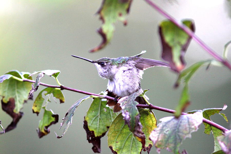 IMG_9114-003 - Ruby-throated Hummingbird Photograph by Travis Truelove