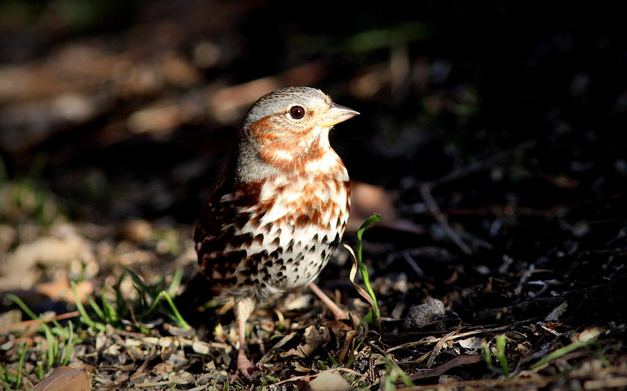 IMG_9136-002 - Fox Sparrow Photograph by Travis Truelove