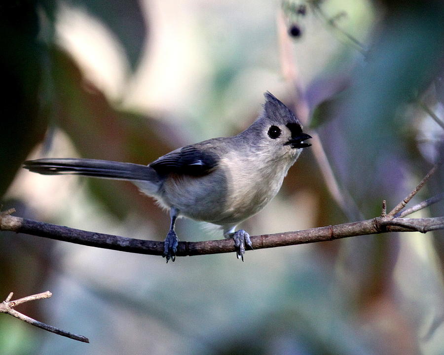IMG_9160-001 - Tufted Titmouse Photograph by Travis Truelove