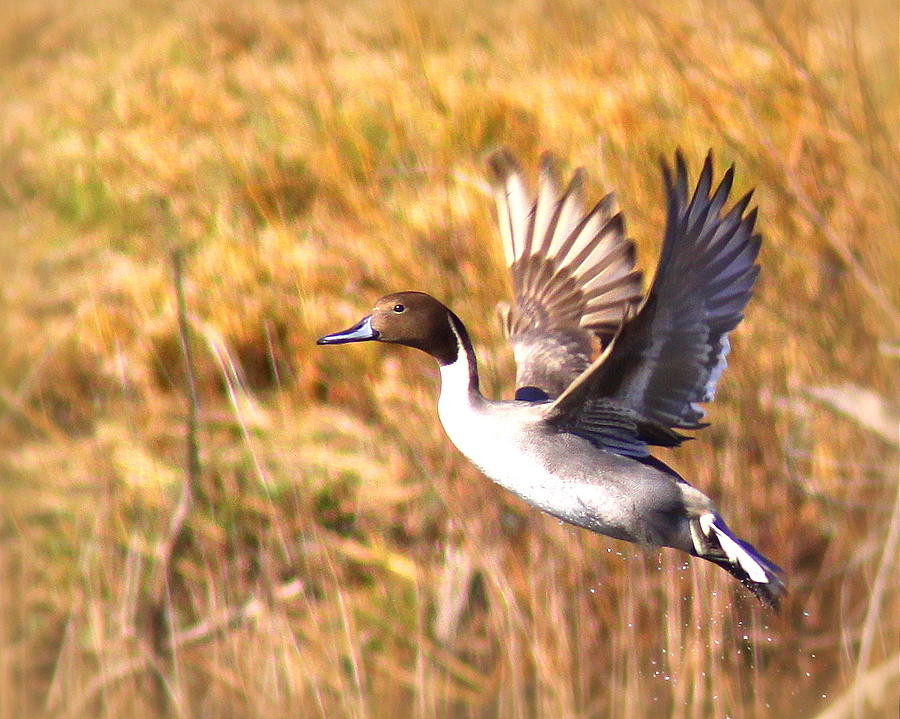 IMG_9184-009 - Northern Pintail Photograph by Travis Truelove