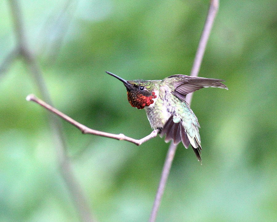 IMG_9194-002 - Ruby-throated Hummingbird Photograph by Travis Truelove