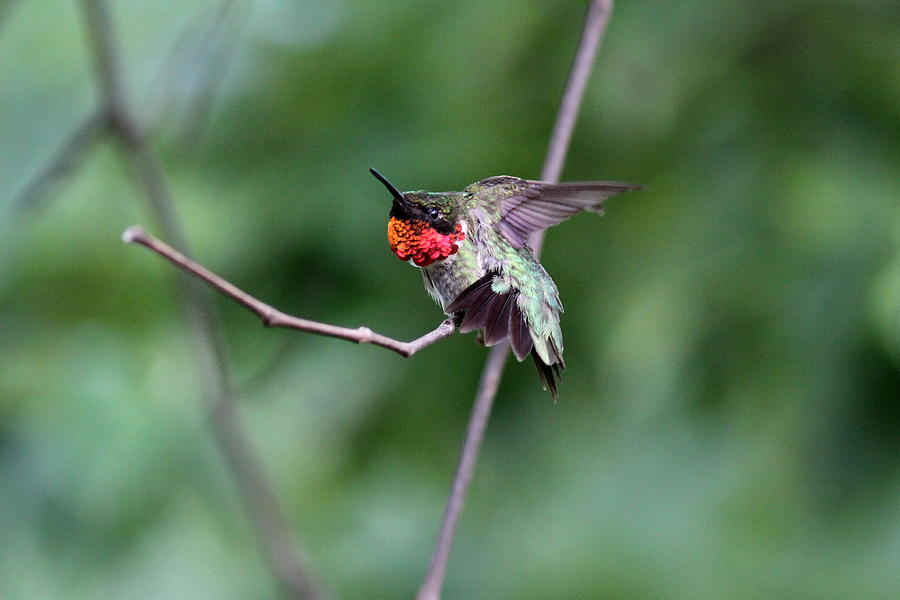 IMG_9196-003 - Ruby-throated Hummingbird Photograph by Travis Truelove