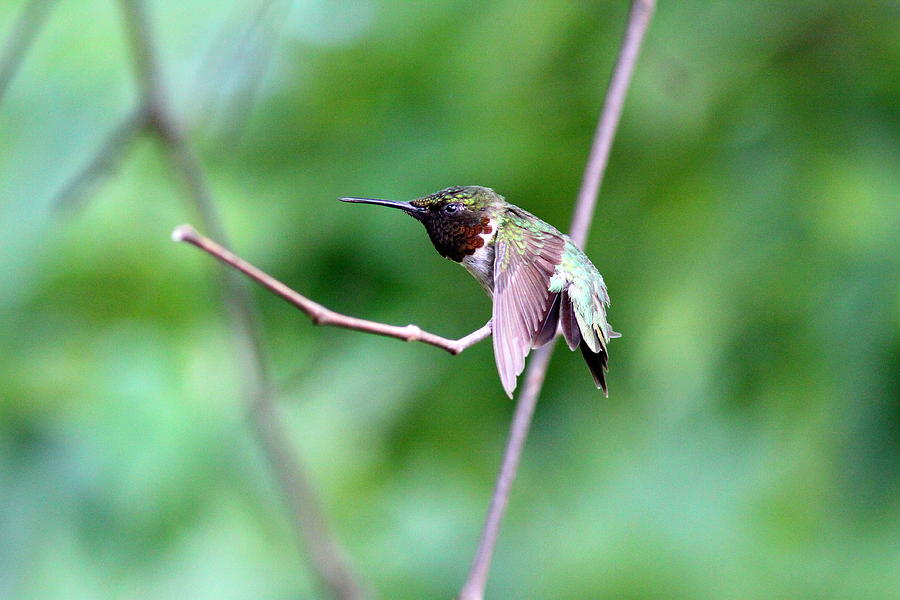 IMG_9204-001 - Ruby-throated Hummingbird Photograph by Travis Truelove