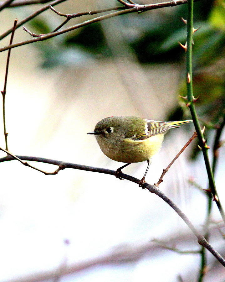 IMG_9301-001 - Ruby-crowned Kinglet Photograph by Travis Truelove