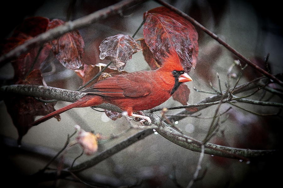 IMG_9343-003 - Northern Cardinal Photograph by Travis Truelove