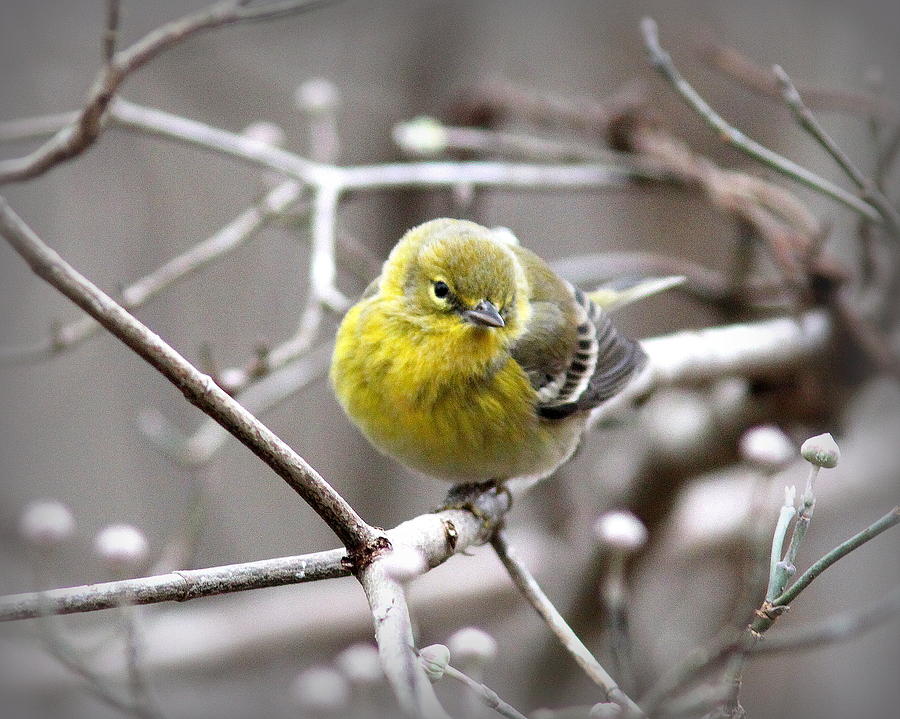 IMG_9364 - Pine Warbler Photograph by Travis Truelove