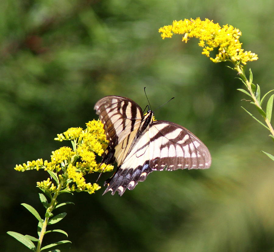 Swallowtail Butterfly Photograph - IMG_9398-001 - Swallowtail Butterfly by Travis Truelove