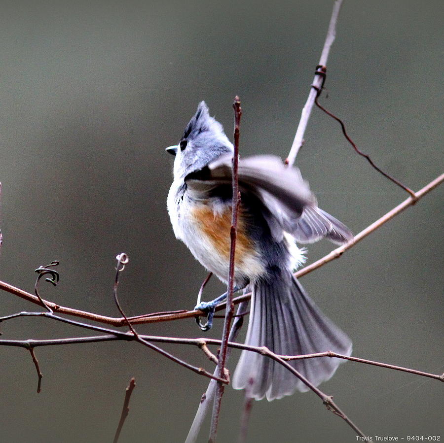 IMG_9404-002 - Tufted Titmouse Photograph by Travis Truelove