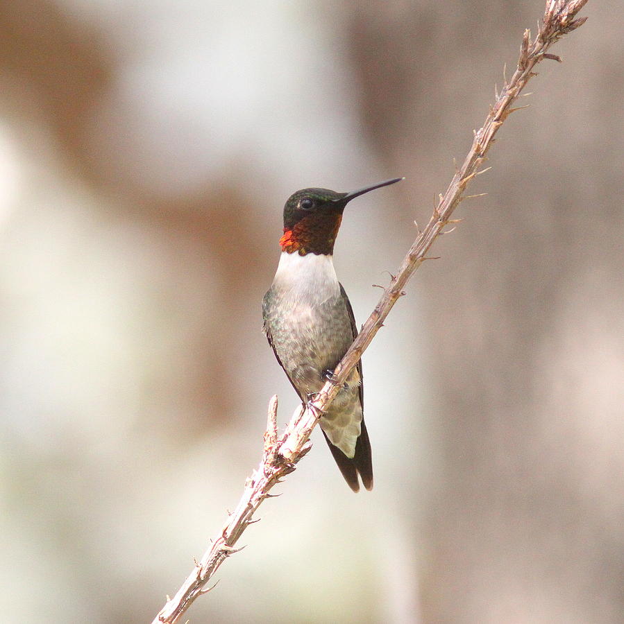 IMG_9417-002 - Ruby-throated Hummingbird Photograph by Travis Truelove