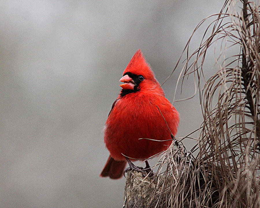 IMG_9422 - Northern Cardinal Photograph by Travis Truelove