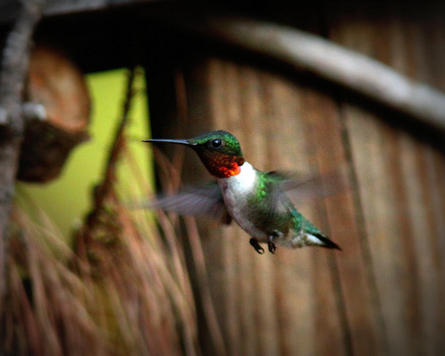 IMG_9424 - Ruby-throated Hummingbird Photograph by Travis Truelove