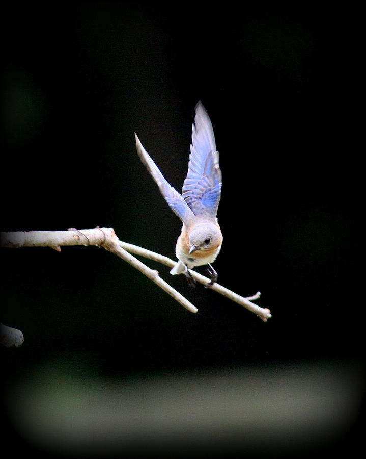IMG_9432-002 - Eastern Bluebird Photograph by Travis Truelove