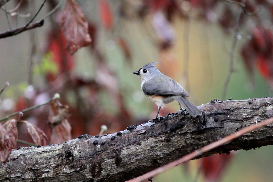 IMG_9457-004 - Tufted Titmouse Photograph by Travis Truelove