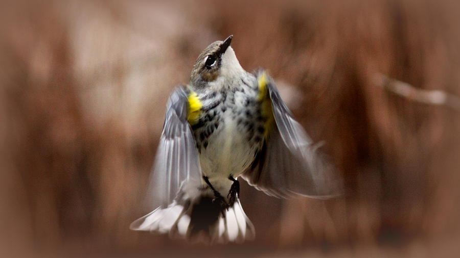 IMG_9487 - Yellow-rumped Warbler Photograph by Travis Truelove