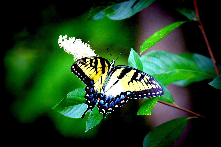 IMG_9493-001 - Tiger Swallowtail Butterfly Photograph by Travis Truelove