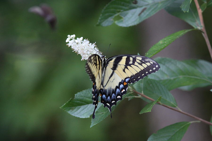 IMG_9503-001 - Tiger Swallowtail Butterfly Photograph by Travis Truelove