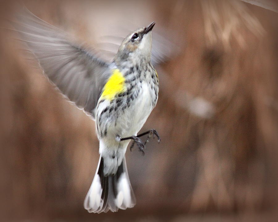 IMG_9606 - Yellow-rumped Warbler Photograph by Travis Truelove