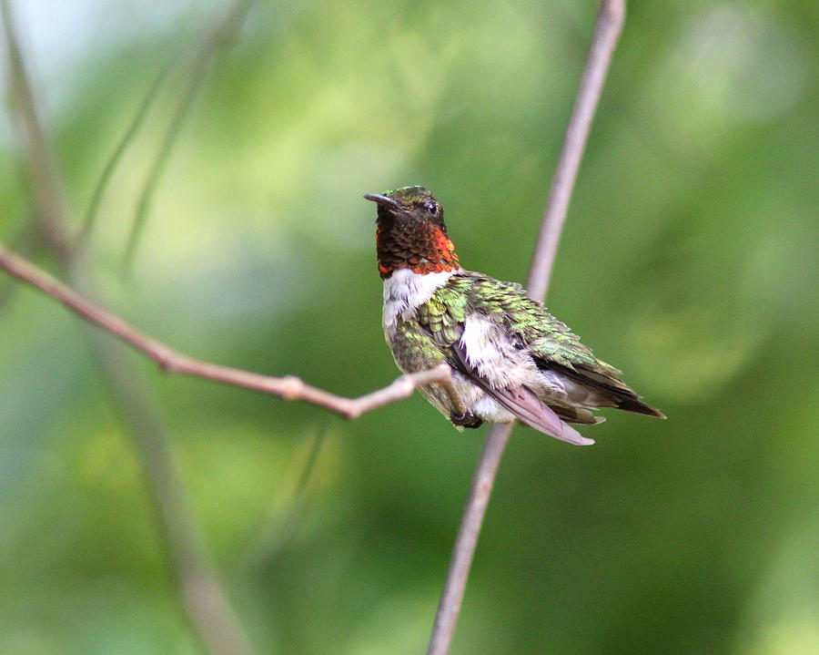 IMG_9614-002 -  Ruby-throated Hummingbird Photograph by Travis Truelove