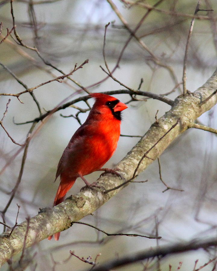 IMG_9622 - Northern Cardinal Photograph by Travis Truelove