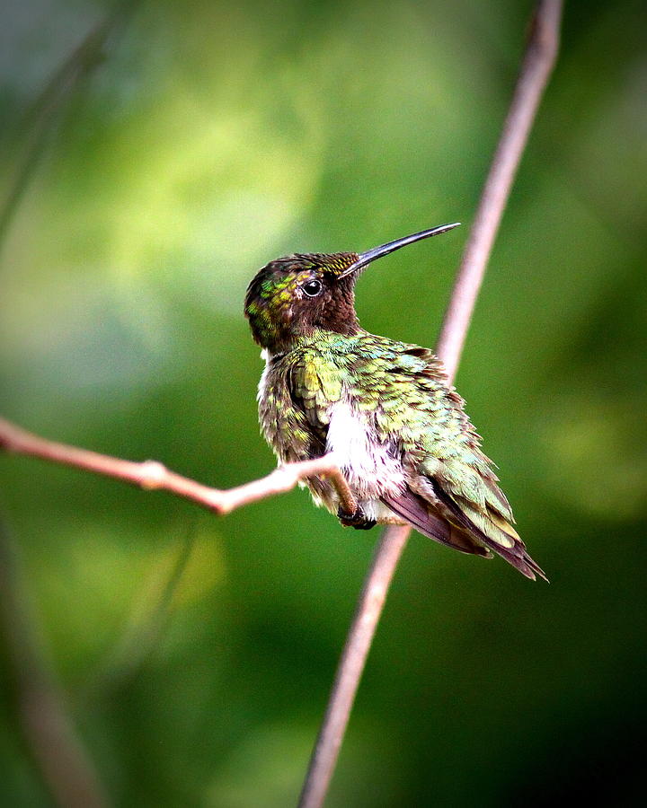 IMG_9627-002 - Ruby-throated Hummingbird Photograph by Travis Truelove